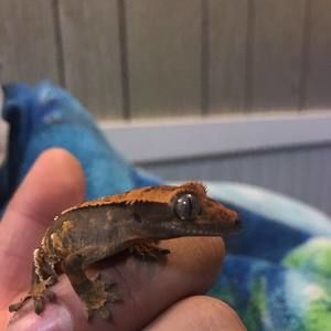 Meet your Posher, Felipe